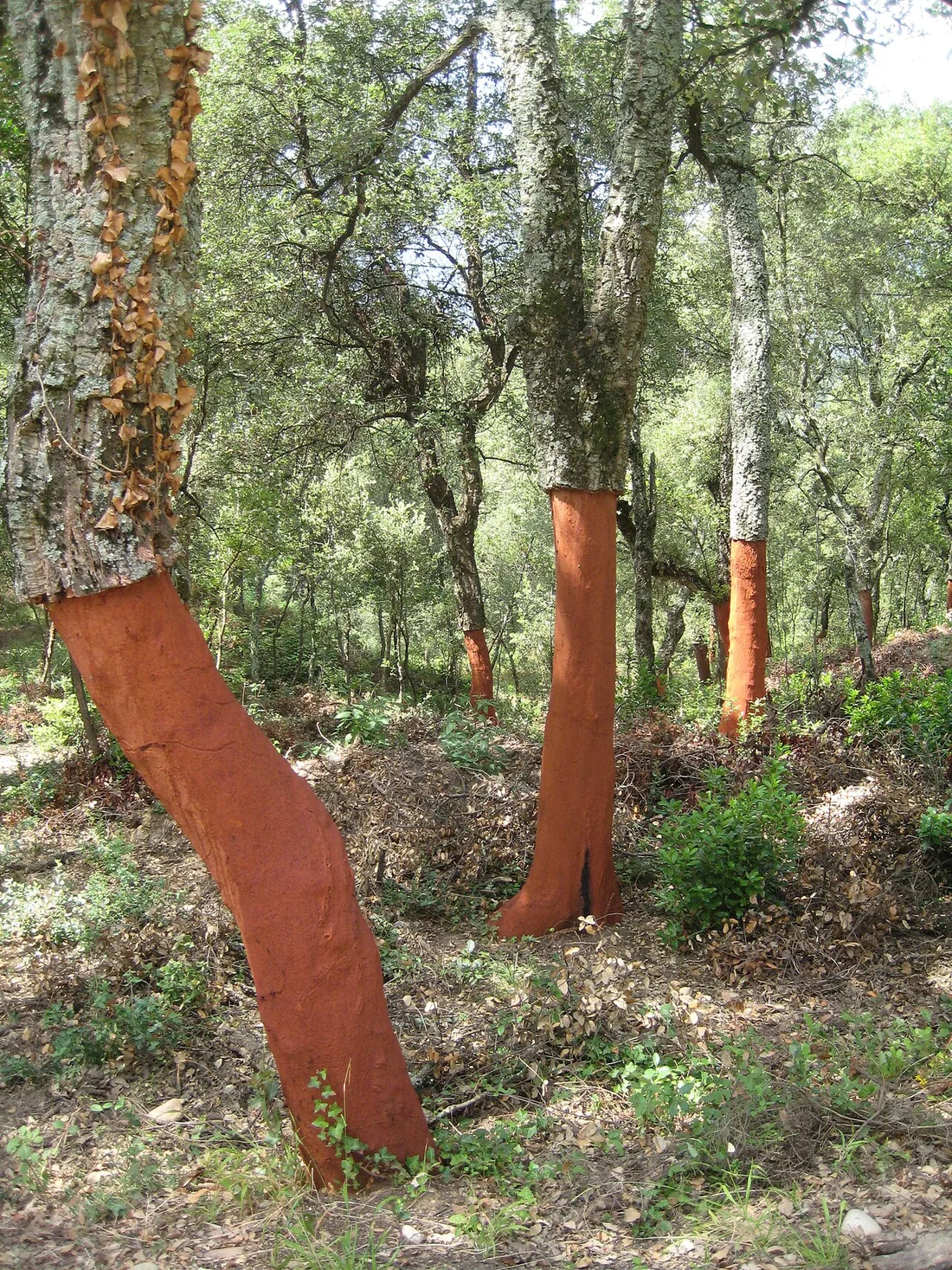 Cork oaks with their bark stripped, in the forest at Joanet near Arbúcies, Catalonia.
